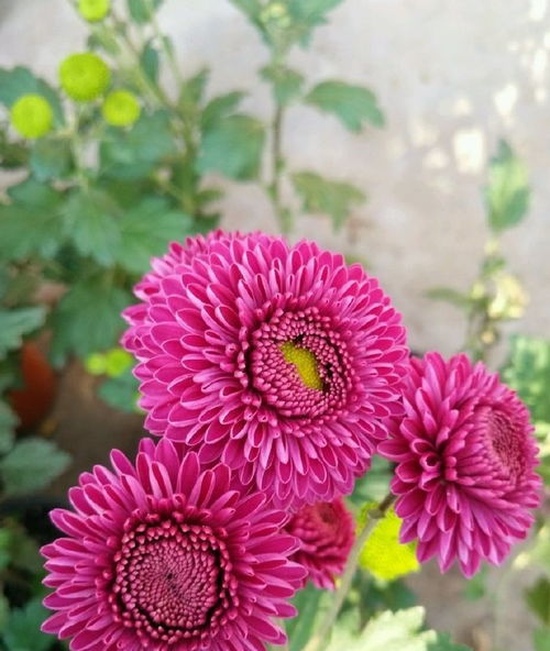 精品花兒朱王 雍容華貴，值得一養的苗木