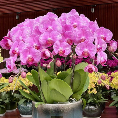 花滿金陵，美好生活——2022南京精品年宵花展盛裝啟幕