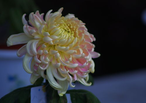 菊展上的精品花 秋日花卉的藝術盛宴