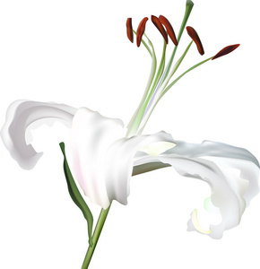 白百合花卉的魅力與養護指南