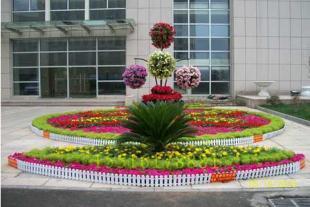 鄭州花卉租賃服務首選 晨曦花卉，打造綠色辦公與生活空間