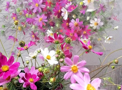 色粉筆花卉 色彩與生命的絕美交融