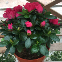 家養花卉選購指南 如何選擇價格合適、美觀易養的花卉