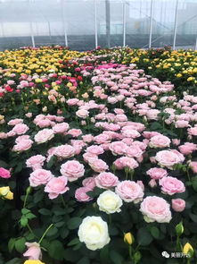 開遠三家花卉企業產品躋身云南省10佳花卉品牌，引領現代農業新風尚