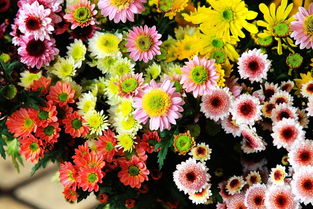 新春花卉 裝點佳節的四類吉祥植物