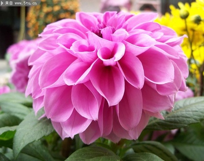 從苗木到繁花 捕捉植物花卉攝影中的生命萌芽之美