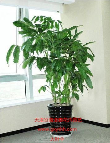 天津綠植花卉產業新貌 銷售、租賃與養護一站式服務探析